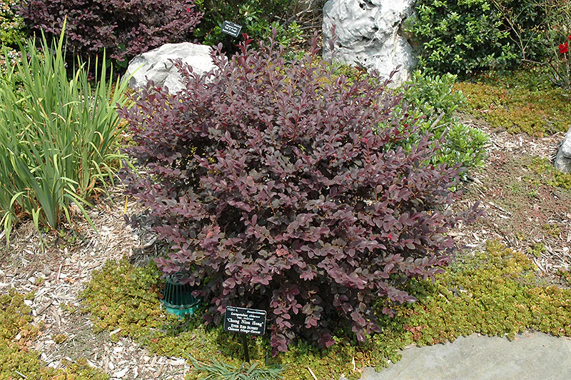 Ever Red Loropetalum