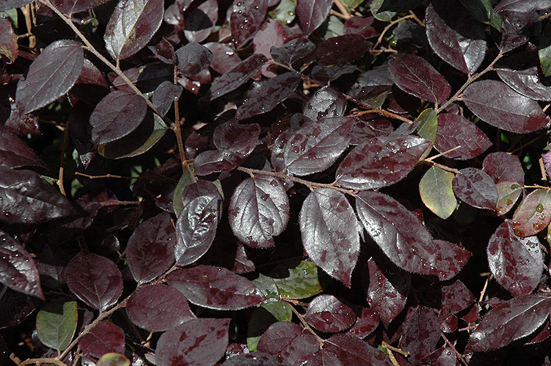 Ever Red Loropetalum - Image 2