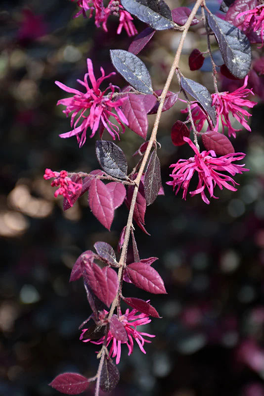 Purple Diamond® Loropetalum