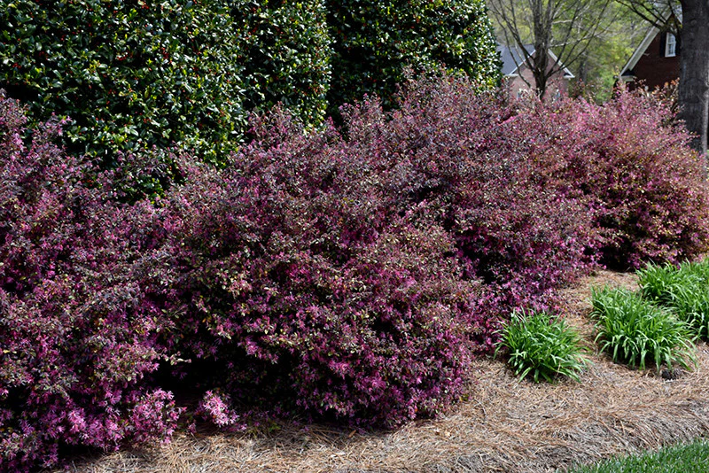 Purple Diamond® Loropetalum - Image 2