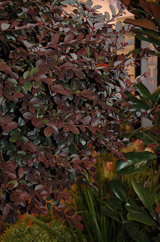Purple Diamond® Loropetalum - Image 3