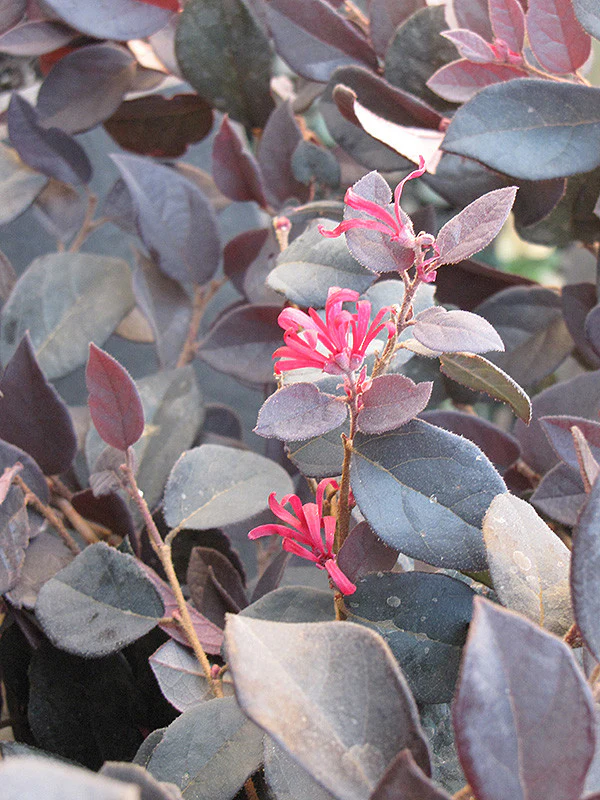 Purple Pixie® Loropetalum