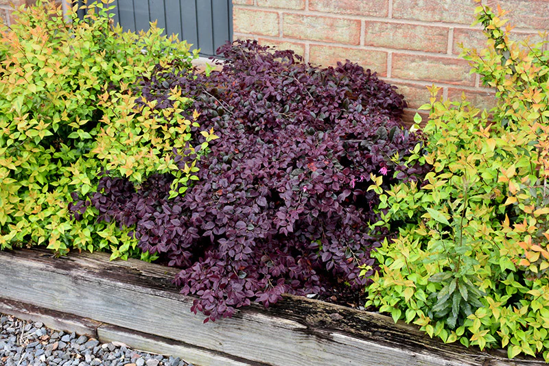 Purple Pixie® Loropetalum - Image 2