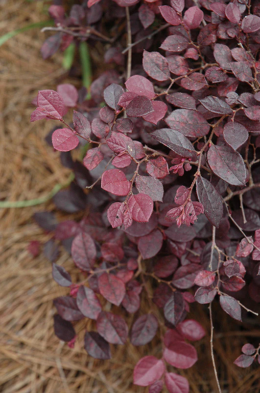 Purple Pixie® Loropetalum - Image 3