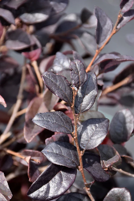 Red Diamond Loropetalum