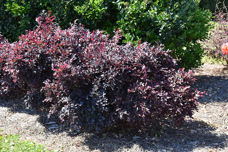 Purple Daydream® Loropetalum - Image 2