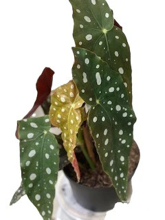 Maculata Begonia - Image 2