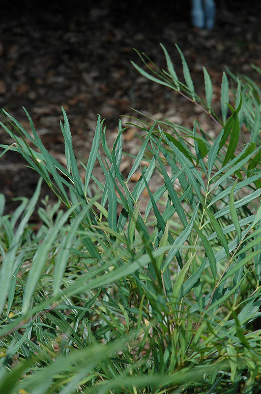 Soft Caress Mahonia - Image 2