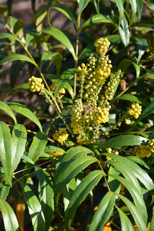 Soft Caress Mahonia - Image 3