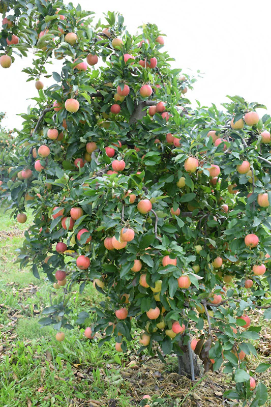 Gala Apple - Image 3