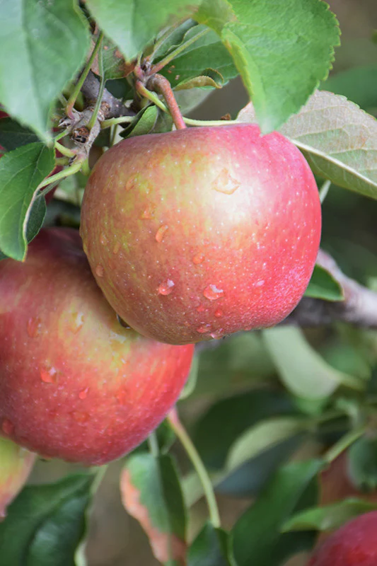 Red Delicious Apple