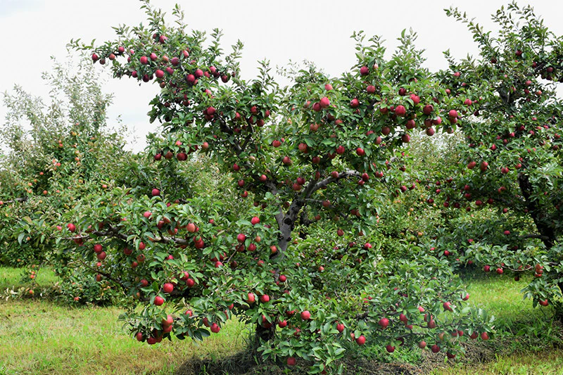 Red Delicious Apple - Image 2
