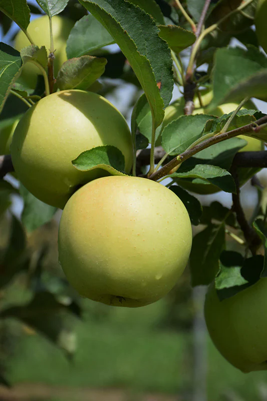 Golden Delicious Apple