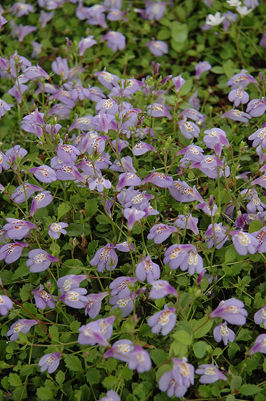 Creeping Mazus