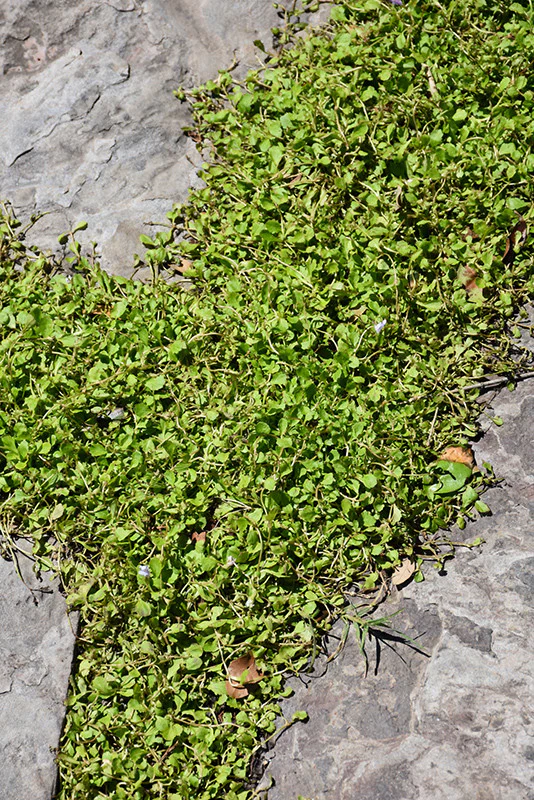 Creeping Mazus - Image 2