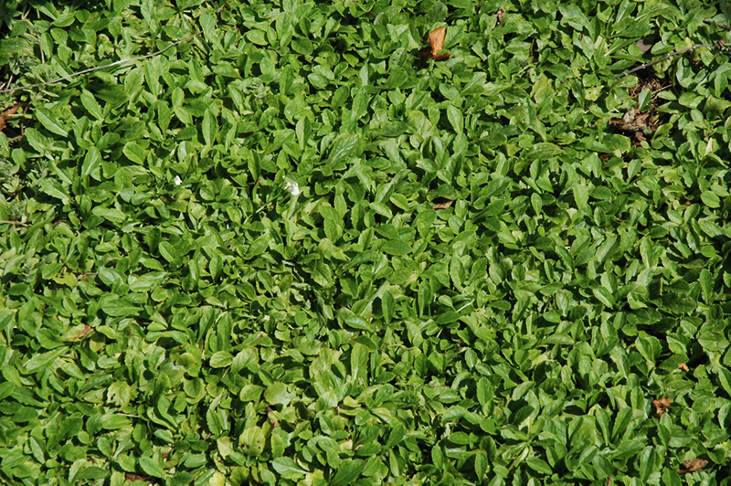 White Creeping Mazus
