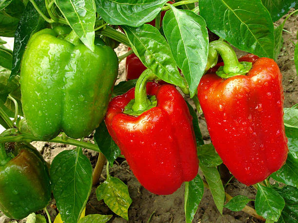 Mercer Bell Pepper - Image 2