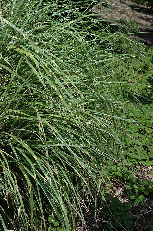 Little Zebra Dwarf Maiden Grass