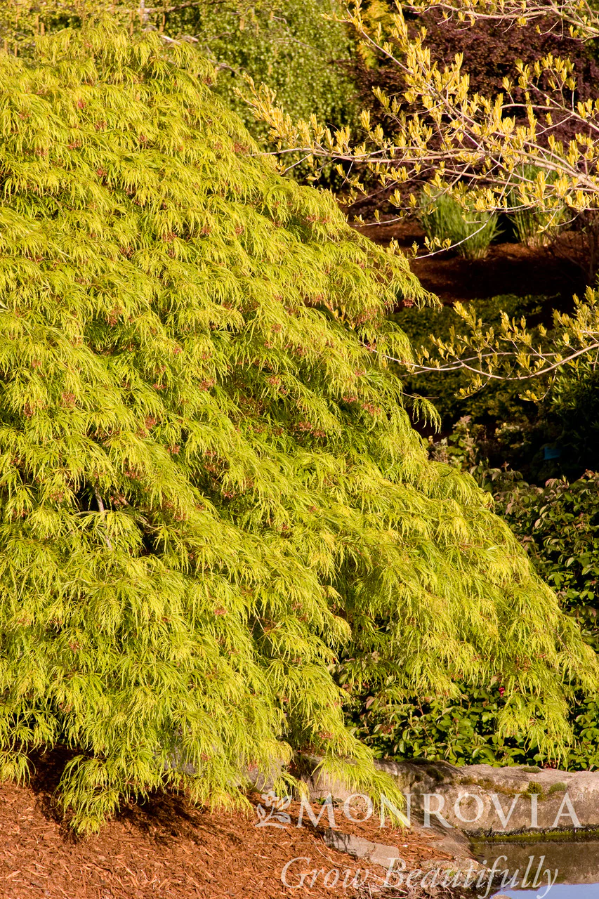 Waterfall Japanese Maple - Monrovia - Image 3