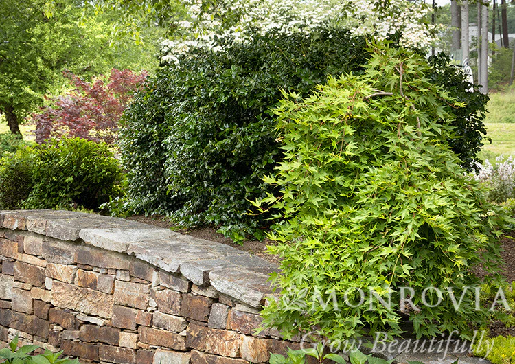 Ryusen Weeping Japanese Maple - Monrovia - Image 3