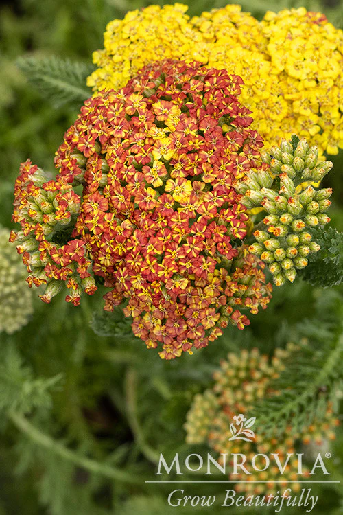 Desert Eve™ Terracotta Yarrow - Monrovia
