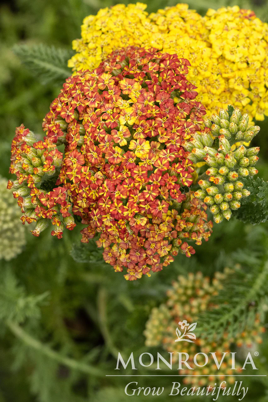 Desert Eve™ Terracotta Yarrow - Monrovia - Image 2