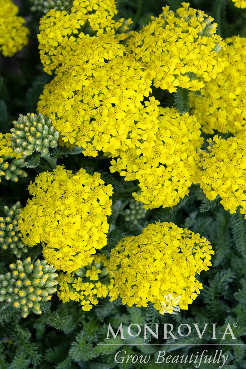 Desert Eve™ Yellow Yarrow - Monrovia - Image 2