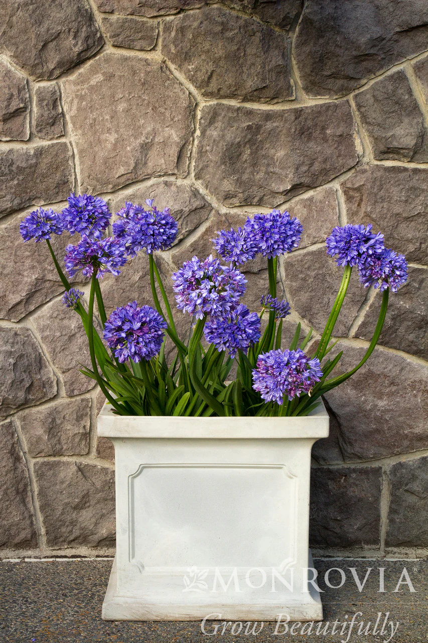 Midknight Blue® Agapanthus - Monrovia