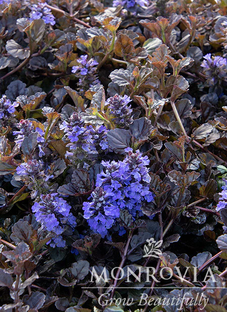 Black Scallop Ajuga - Monrovia