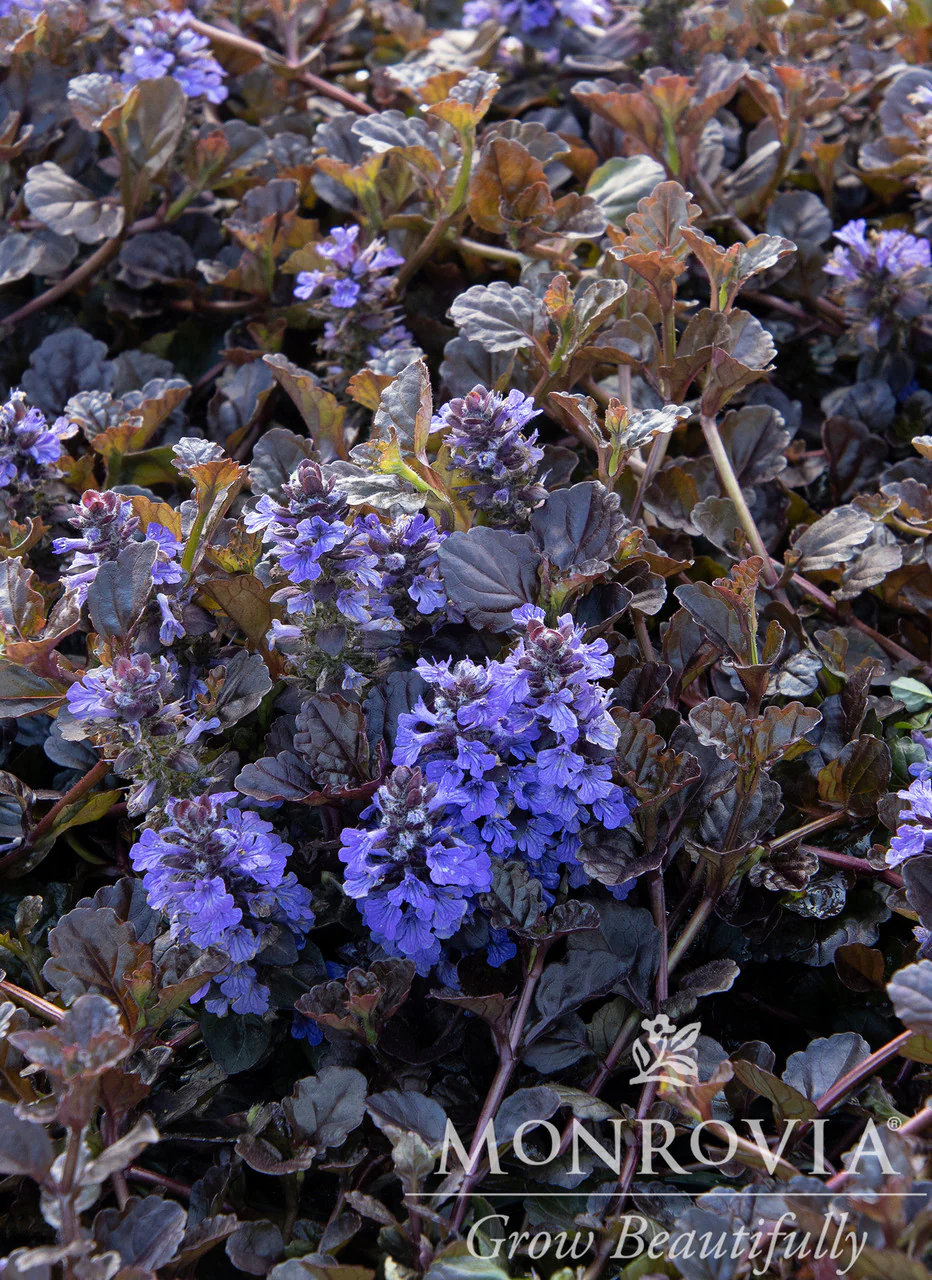 Black Scallop Ajuga - Monrovia - Image 2