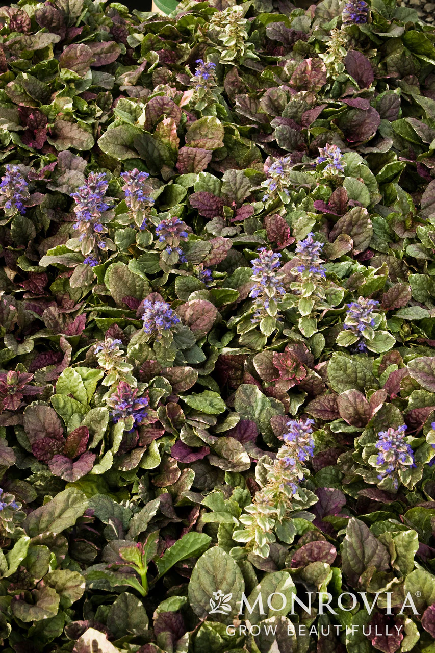 Burgundy Glow Ajuga - Monrovia