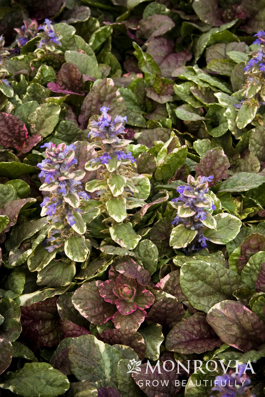 Burgundy Glow Ajuga - Monrovia - Image 2