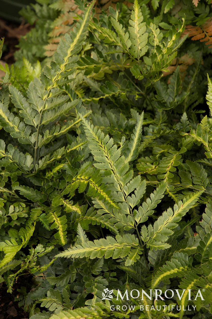 Indian Holly Fern - Monrovia