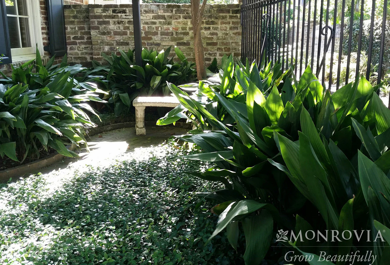 Cast Iron Plant - Monrovia