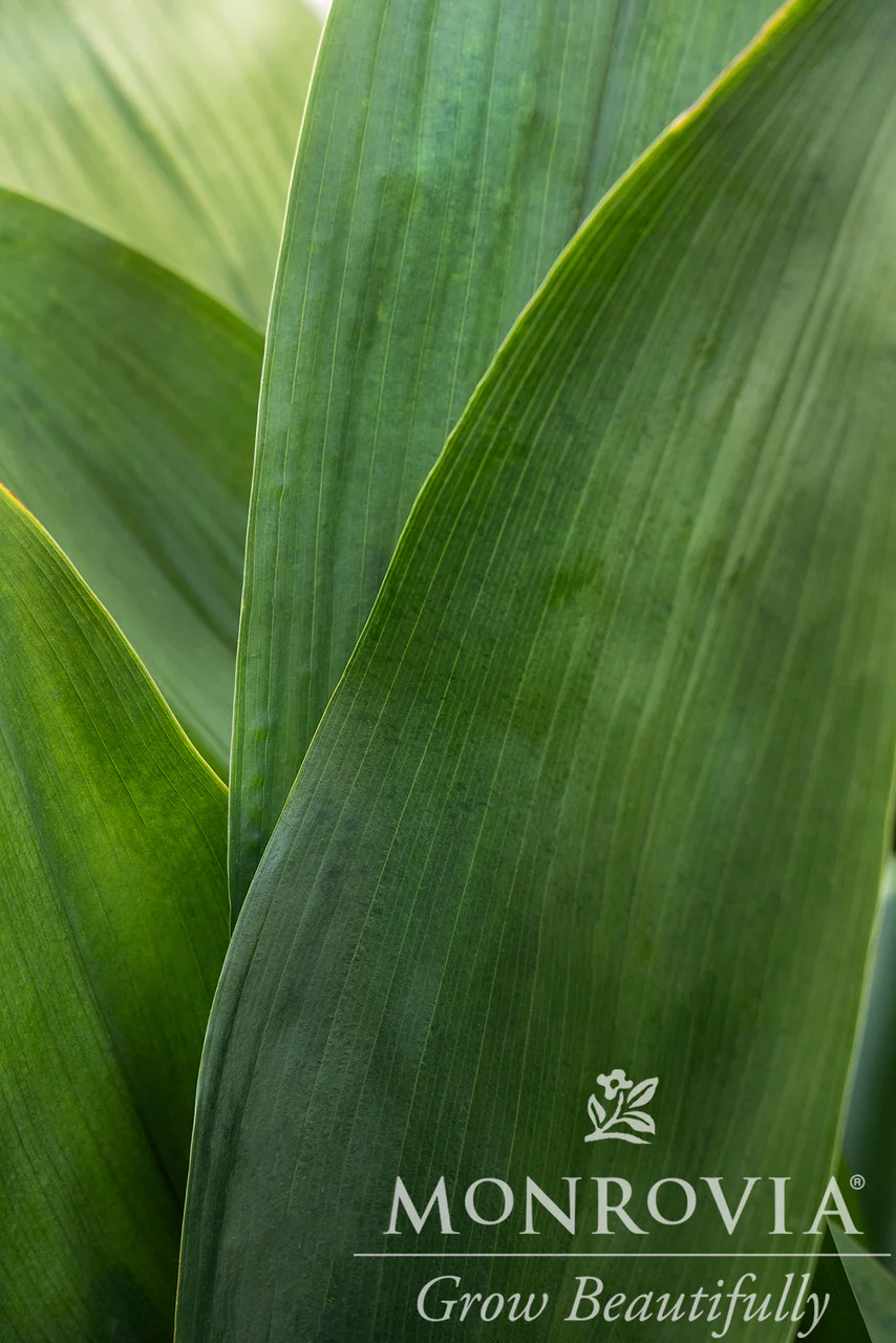Cast Iron Plant - Monrovia - Image 3