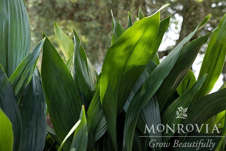 Cast Iron Plant - Monrovia - Image 4