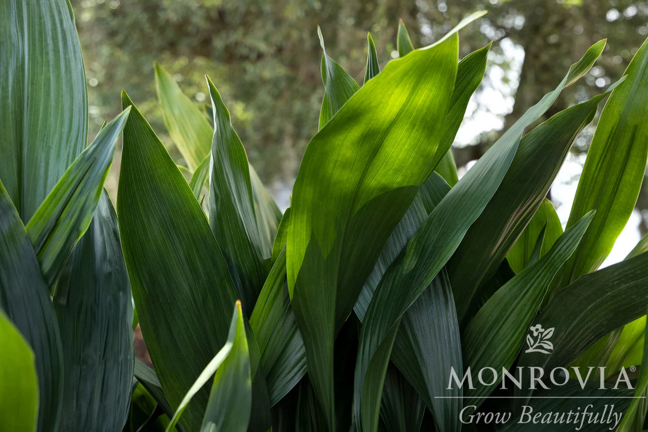 Cast Iron Plant - Monrovia - Image 5