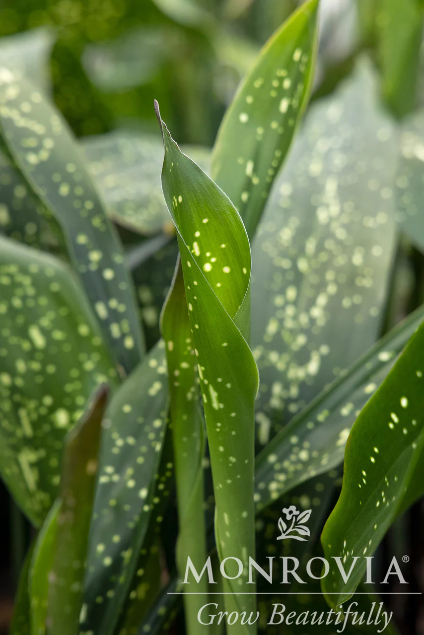 Spek-tacular Cast Iron Plant - Monrovia - Image 2