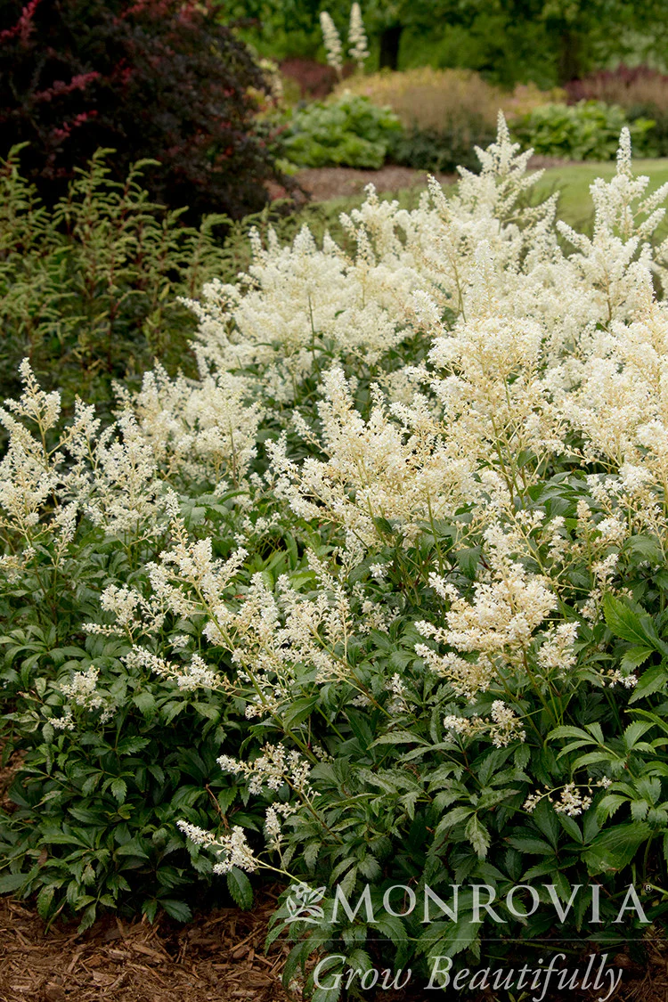 Deutschland Astilbe - Monrovia