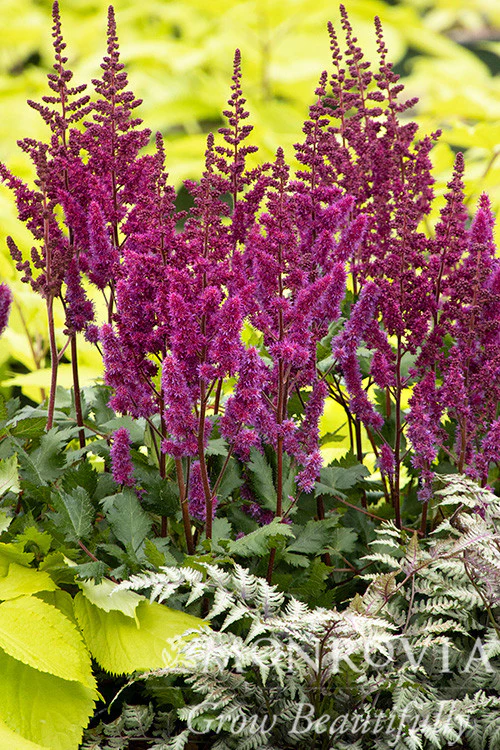 Vision In Red Astilbe - Monrovia - Image 2