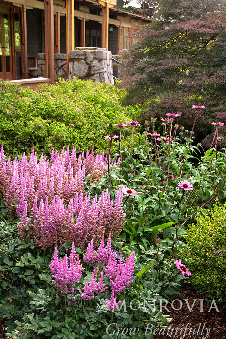 Vision In Pink Astilbe - Monrovia - Image 3