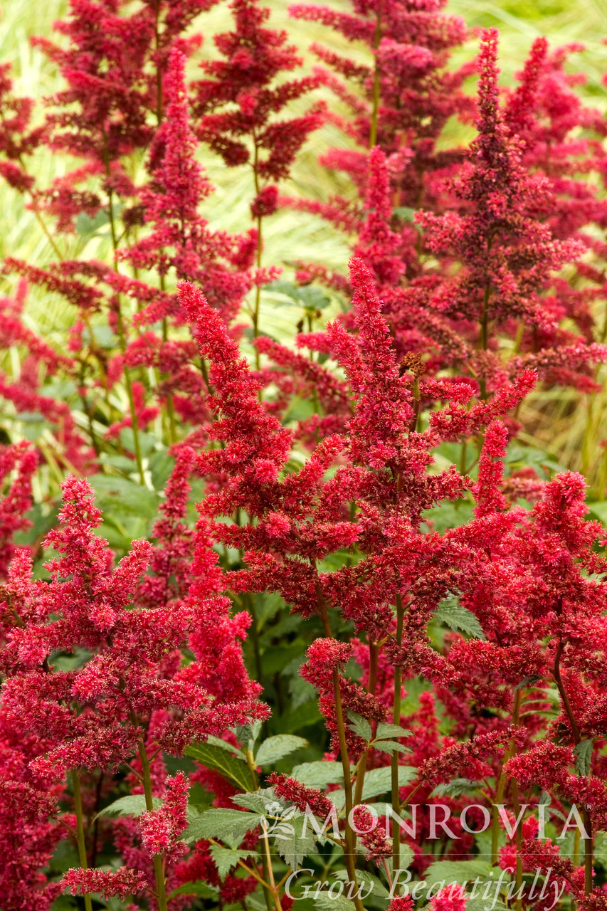 Fanal Astilbe - Monrovia