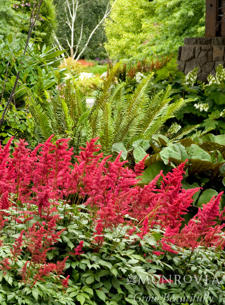 Fanal Astilbe - Monrovia - Image 2