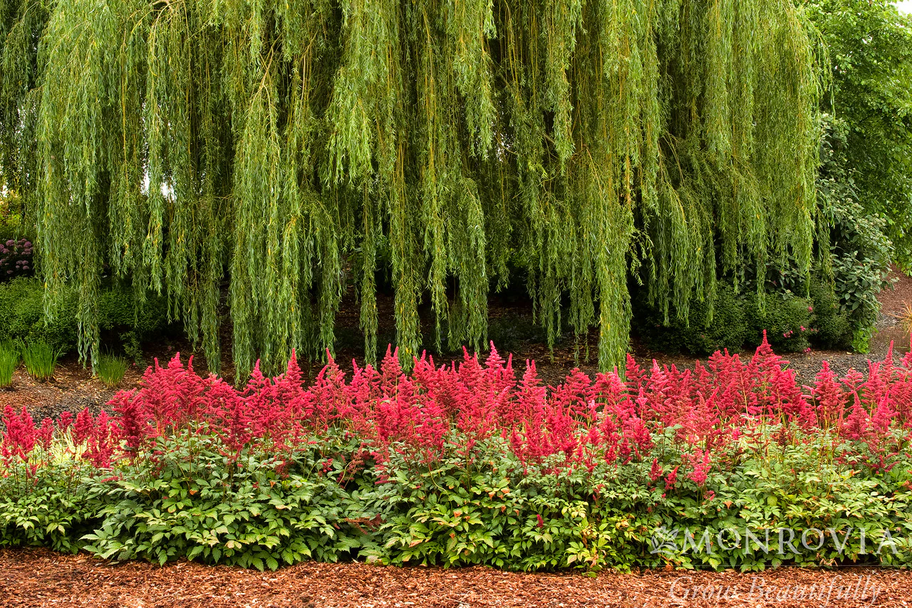 Fanal Astilbe - Monrovia - Image 3
