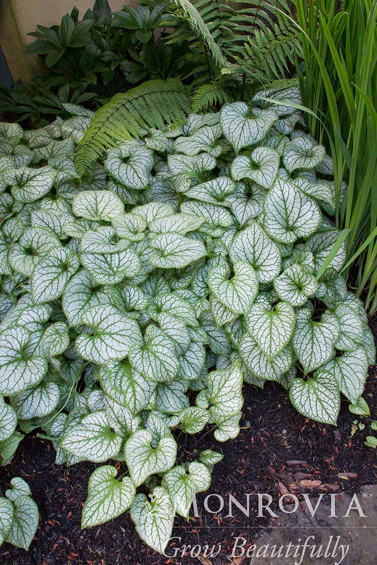 Jack Frost Brunnera - Monrovia