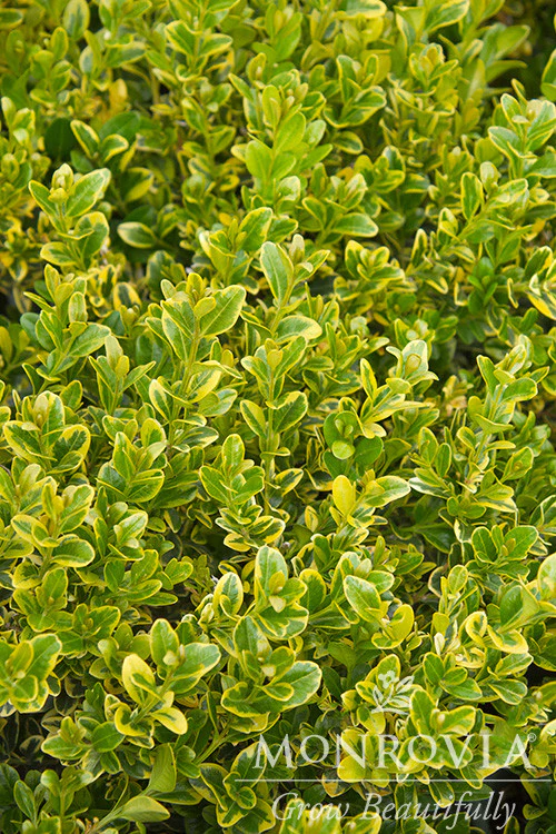 Golden Triumph Boxwood - Monrovia