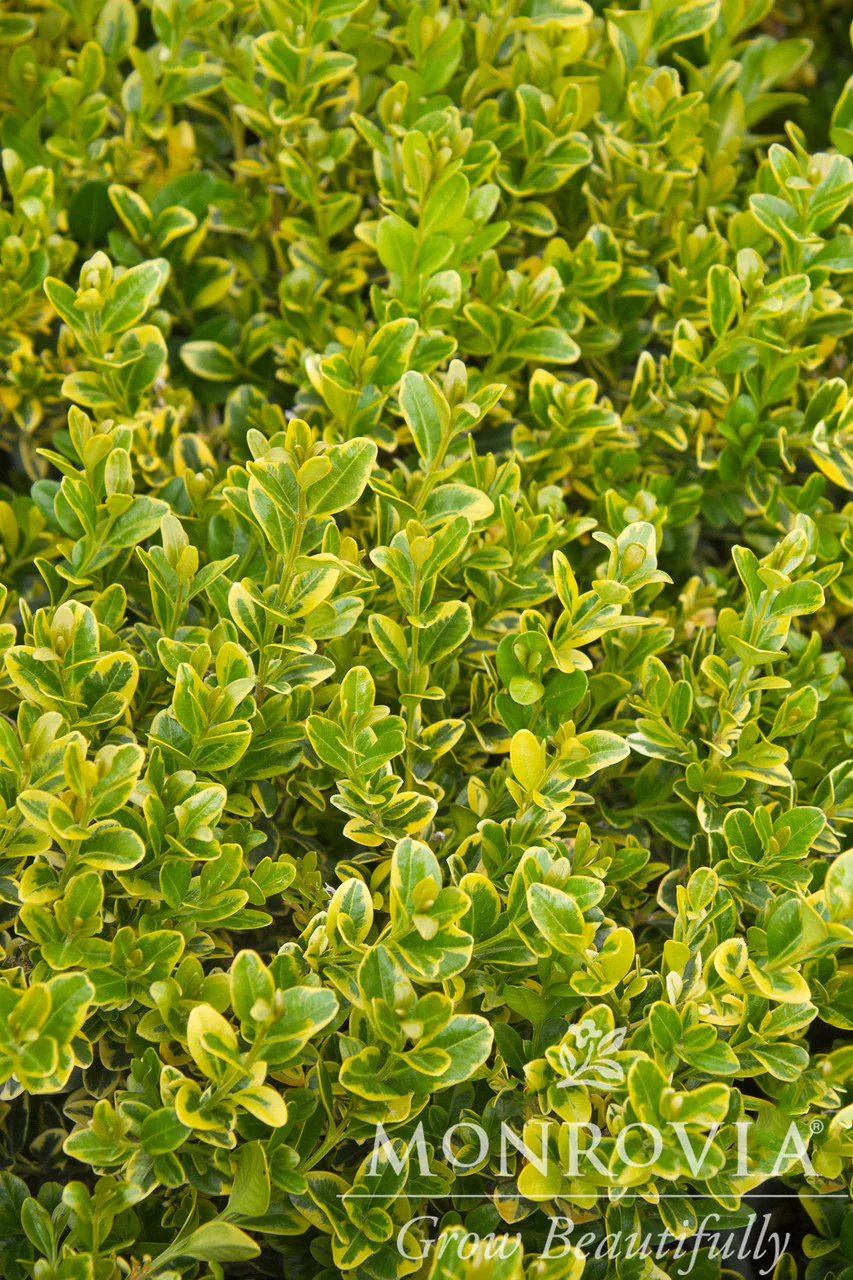 Golden Triumph Boxwood - Monrovia - Image 2