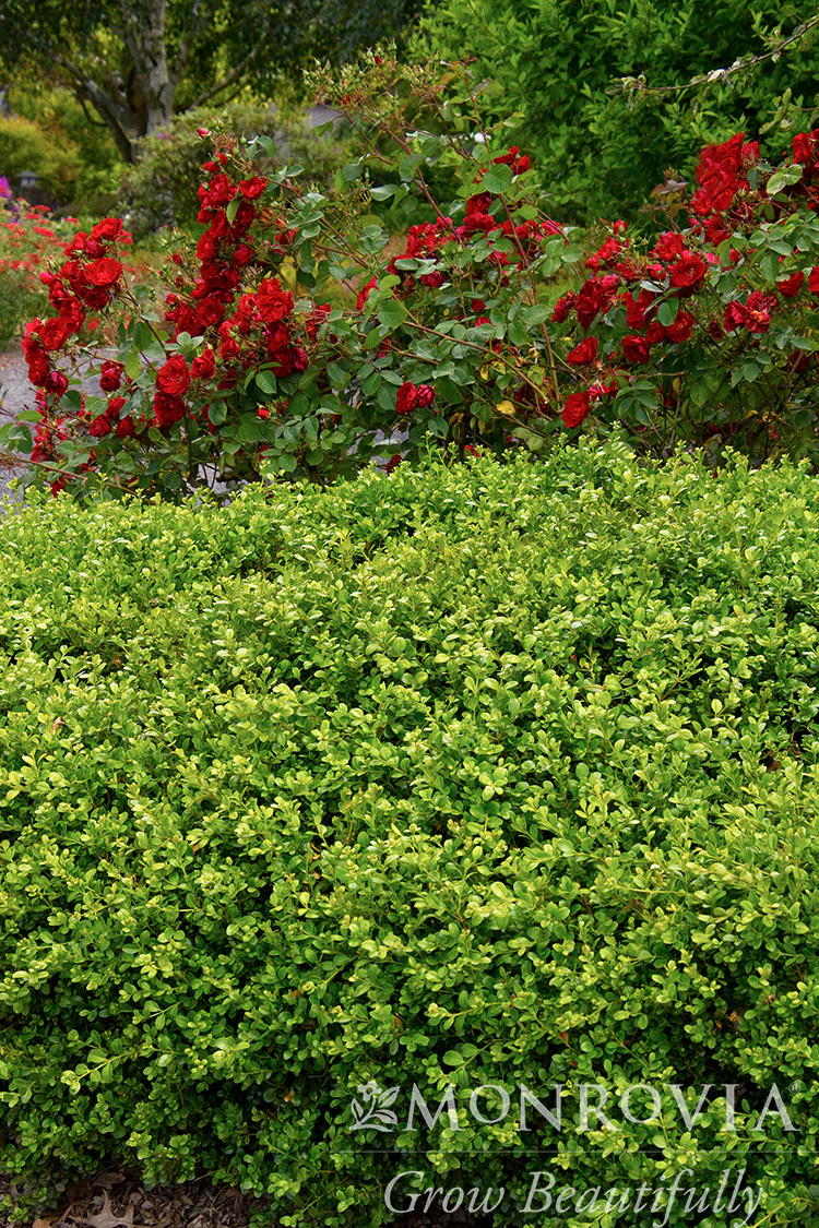 Green Beauty Boxwood - Monrovia - Image 3