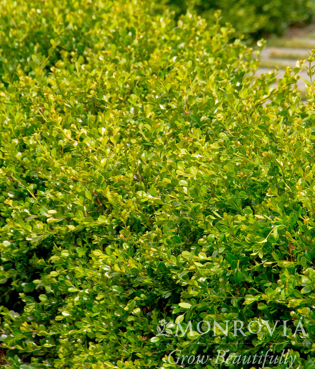 Winter Gem Boxwood - Monrovia
