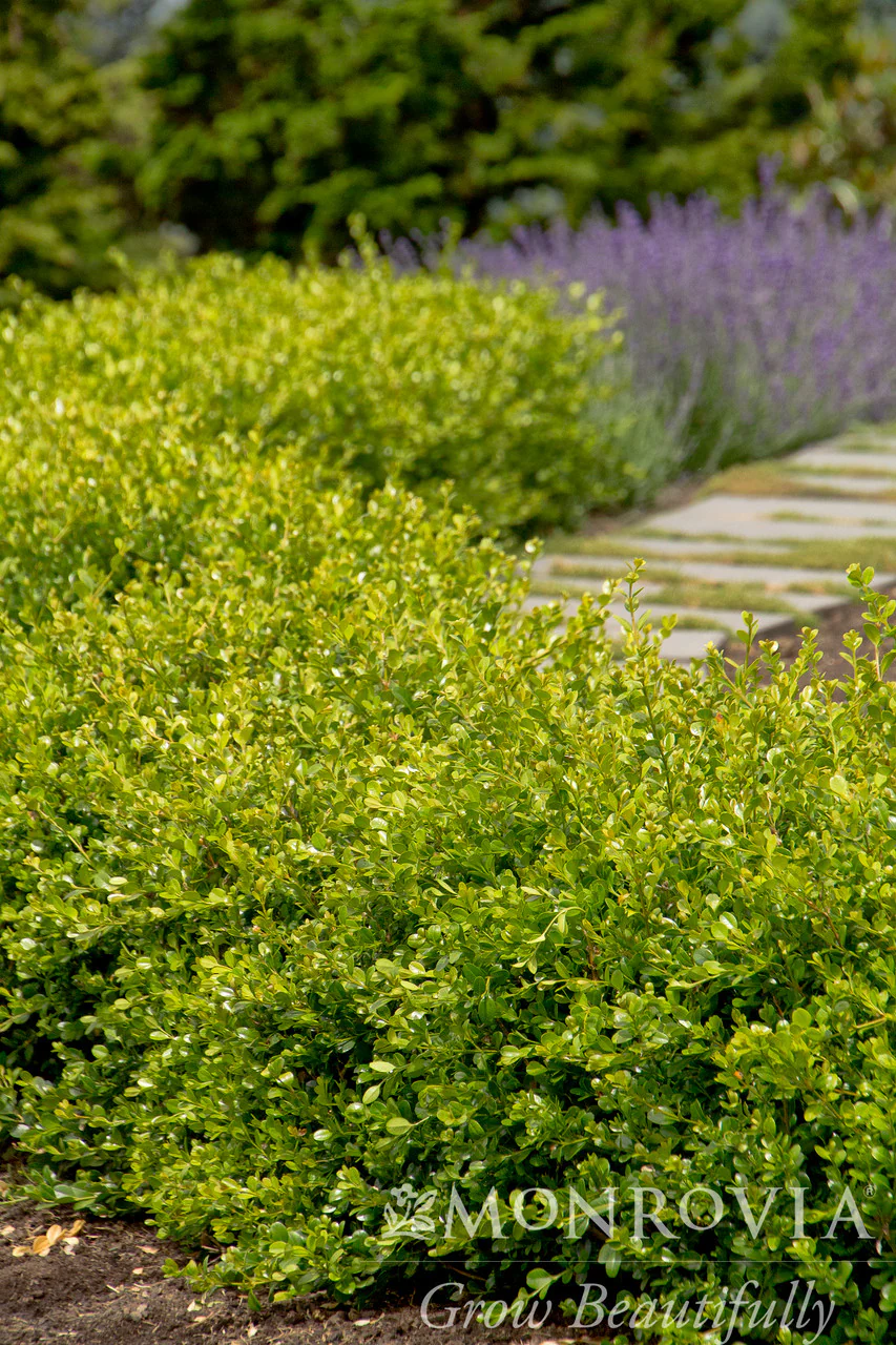 Winter Gem Boxwood - Monrovia - Image 4